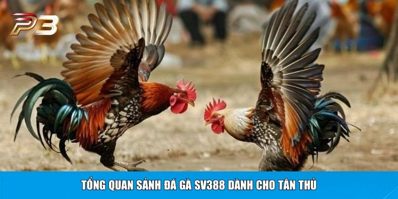 Tổng quan sảnh đá gà SV388 dành cho tân thủ